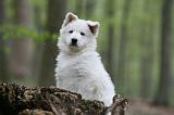 BERGER BLANC - PUPPIES 517